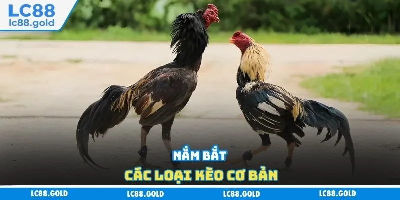 Nắm bắt các loại kèo cơ bản