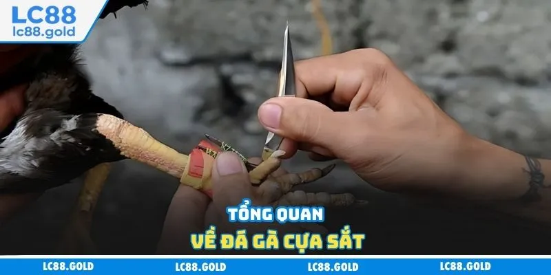 Tổng quan về đá gà cựa sắt