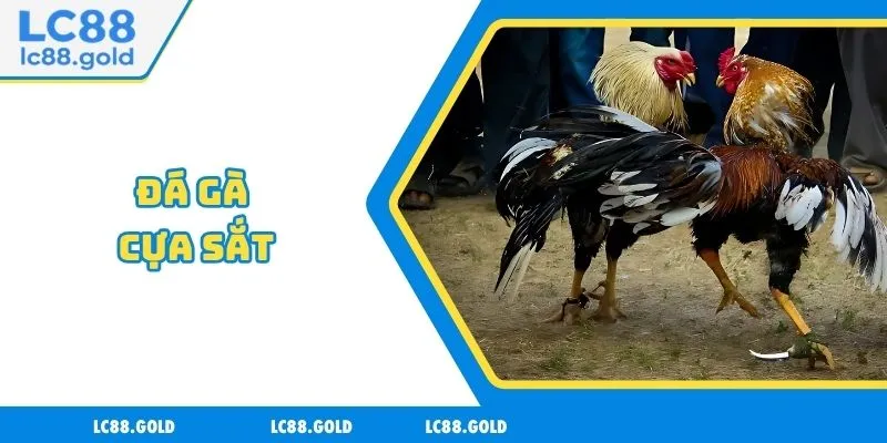 Đá Gà Cựa Sắt Là Gì? Tổng Hợp Thông Tin Mới Nhất