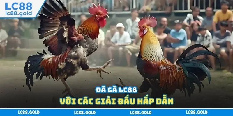 Đá gà LC88 với các giải đấu hấp dẫn Đá gà LC88 với các giải đấu hấp dẫn